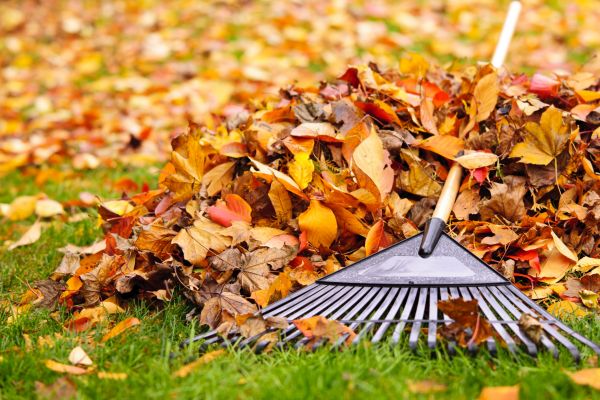 Cost of Leaves Removal in Rockford