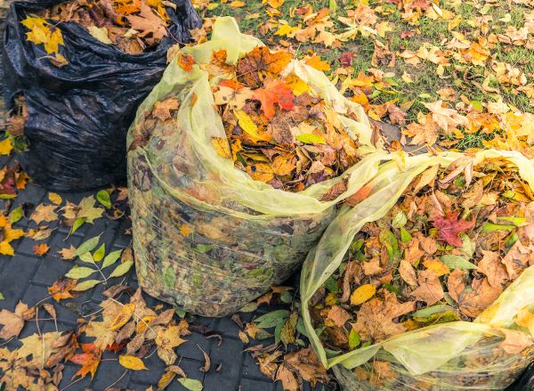 Yard Cleanup Service in Rockford