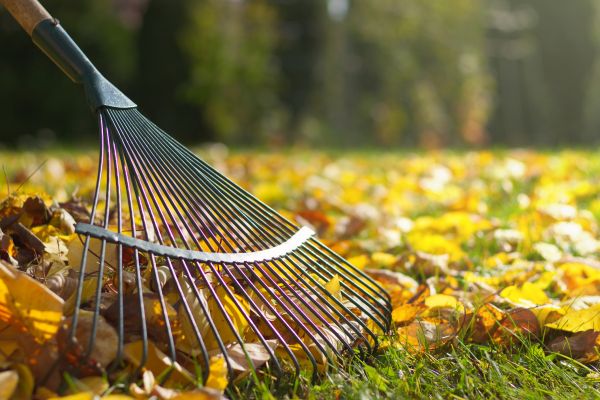 Leaf Raking Service in Rockford