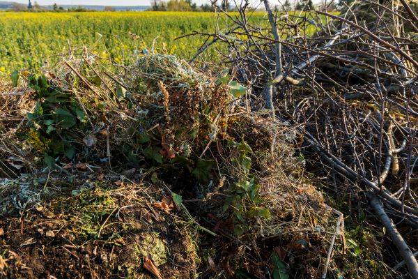 Brush Disposal in Rockford