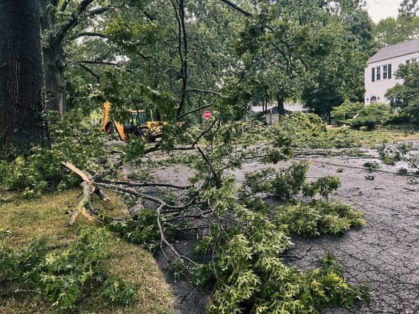 Tree Branch Disposal in Rockford