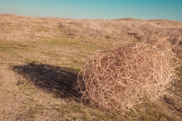 Tumbleweed Removal in Rockford