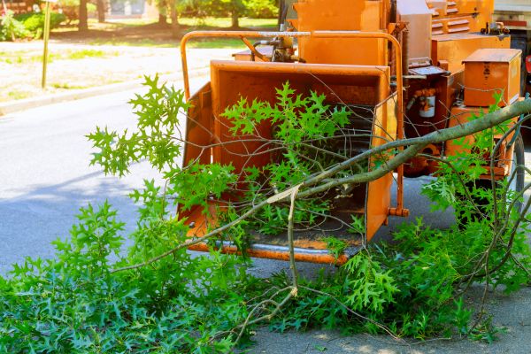 Tree Branches Removal in Rockford