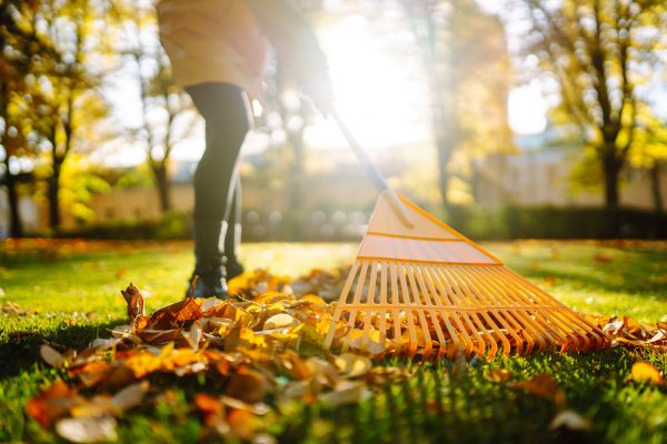 Leaves Raking in Rockford