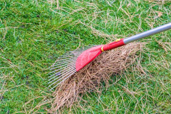 Yard Raking in Rockford