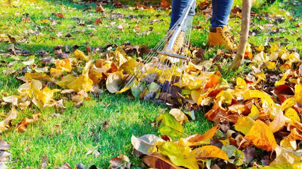 Lawn Cleanup Service in Rockford