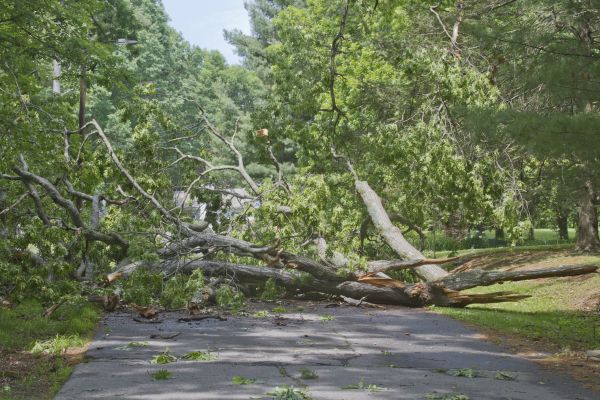 Tree Debris Removal in Rockford